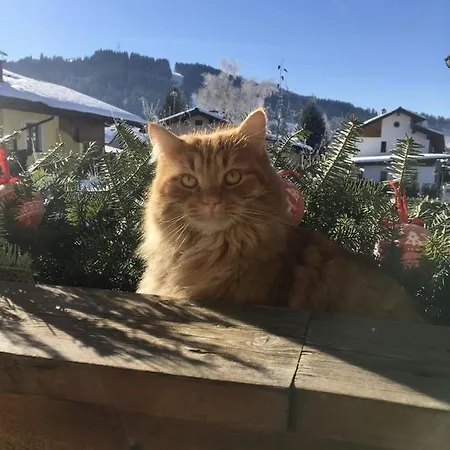 Διαμέρισμα Ferienwohnung Amade *